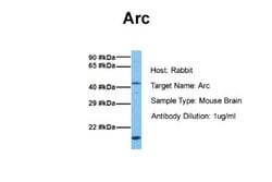 ARC/ARG3.1 Antibody, Novus Biologicals 100 &mu;L; Unconjugated:Antibodies,